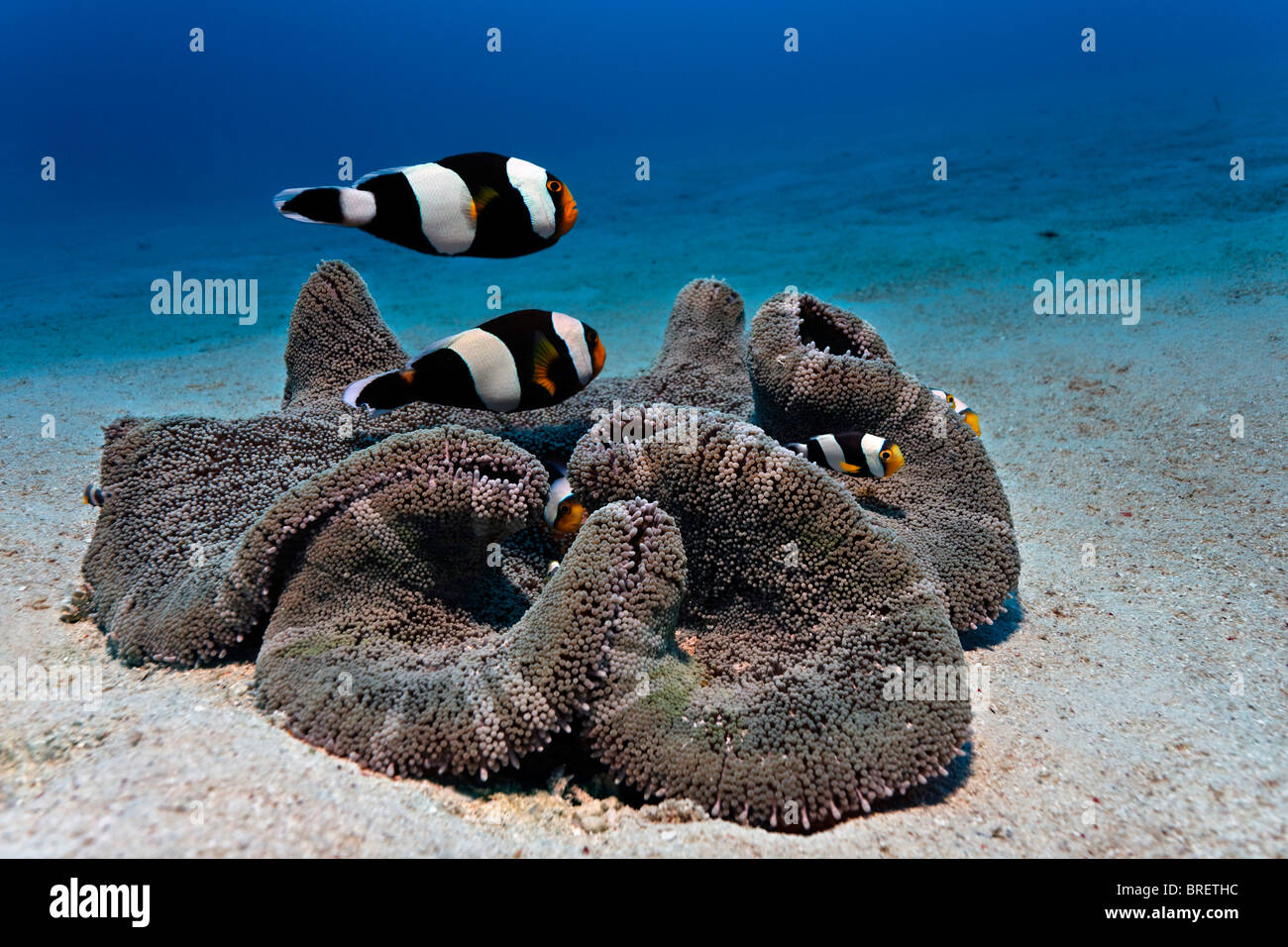 Saddleback (Amphiprion polymnus Anemonefish) con anémona Stichodactyla haddoni (), fondo de arena, la isla de Bangka Gangga, Islas Foto de stock