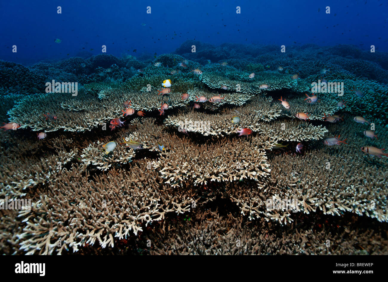 Numerosos arrecifes de peces que nadan por encima de arrecifes de coral con mesa de corales (Acropora sp.), la isla de Bangka Gangga, Islas Foto de stock