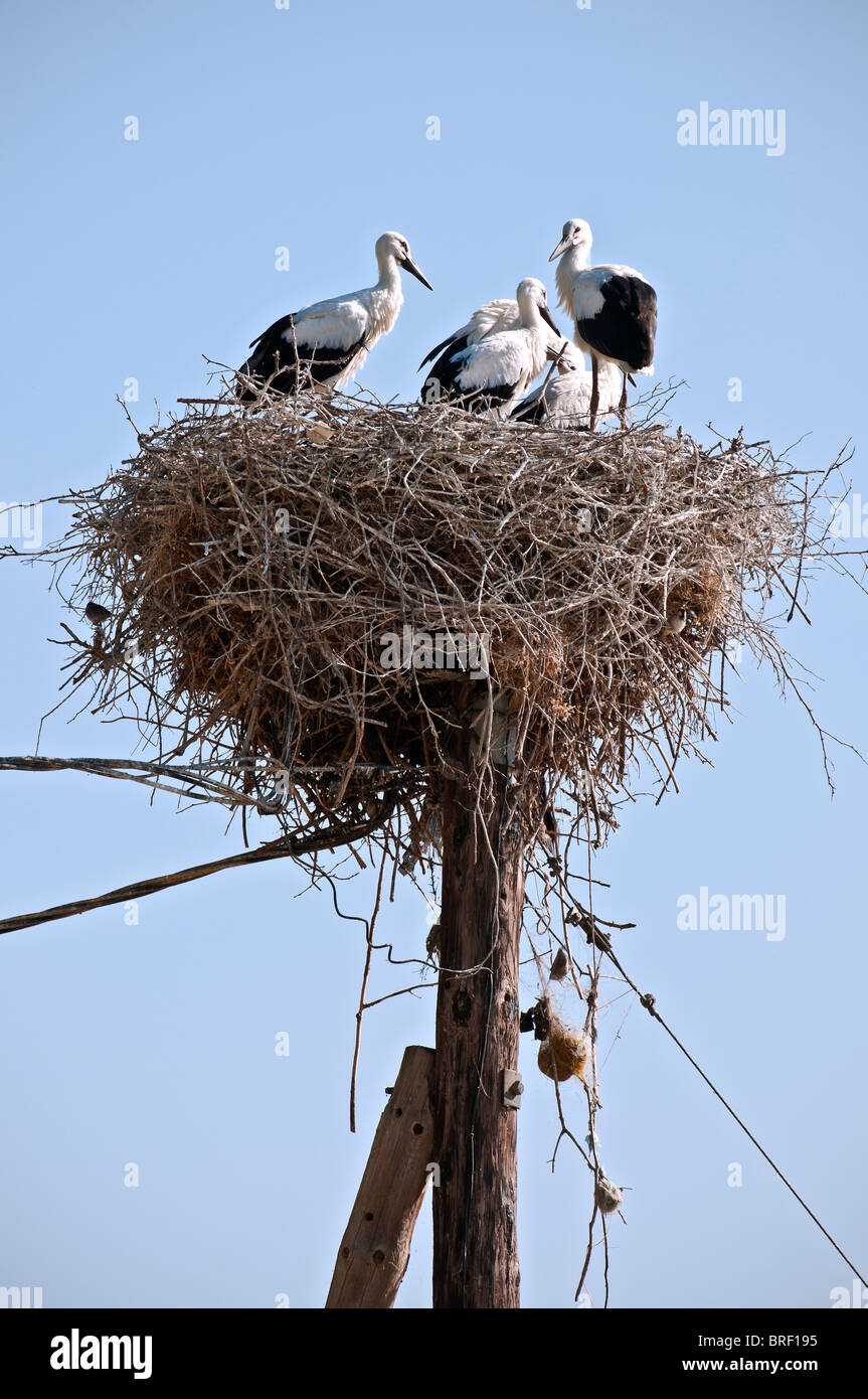 Cigüeñas blancas ,Ciconia ciconia, anidan en la cima de un poste de electricidad en las orillas del lago Mikri Prespa, Macedonia, al norte de Grecia. Foto de stock