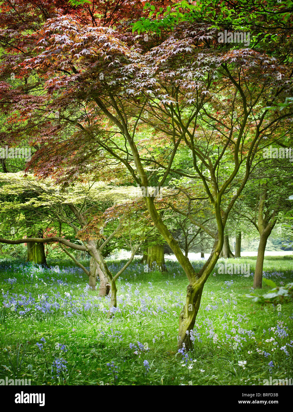 Woodland ver coloridas hojas Foto de stock