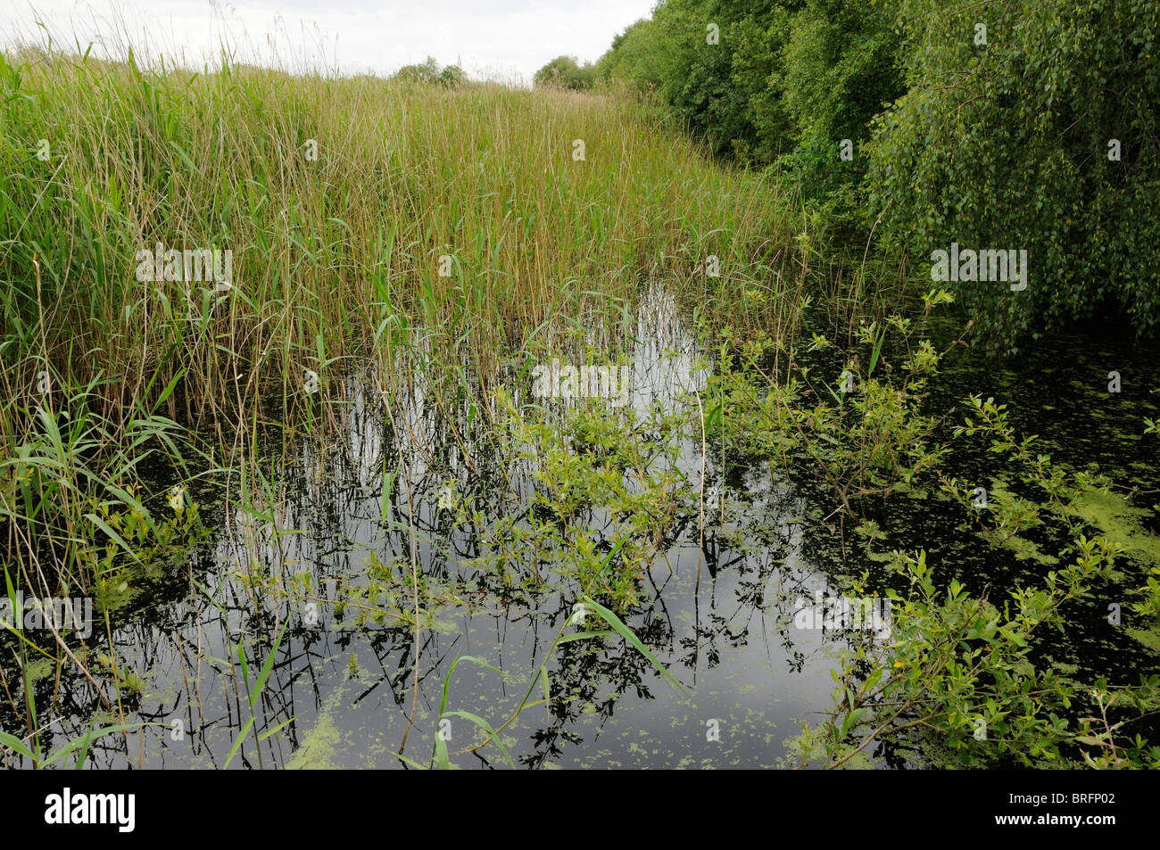 Ubicación de la pista de dulce Shapwick Heath Reserva Natural Nacional Foto de stock