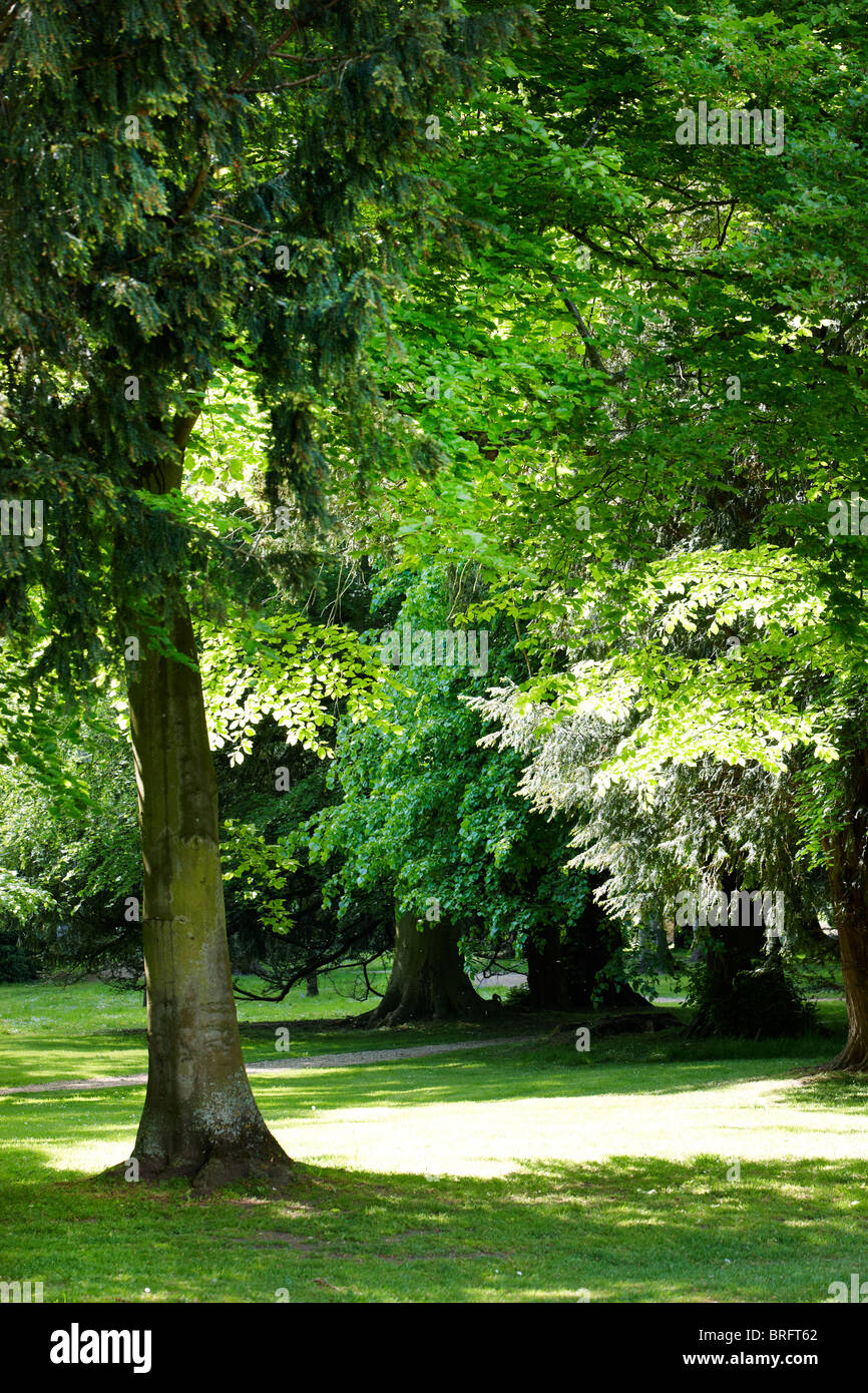 árboles frondosos verdes fotografías e imágenes de alta resolución - Alamy
