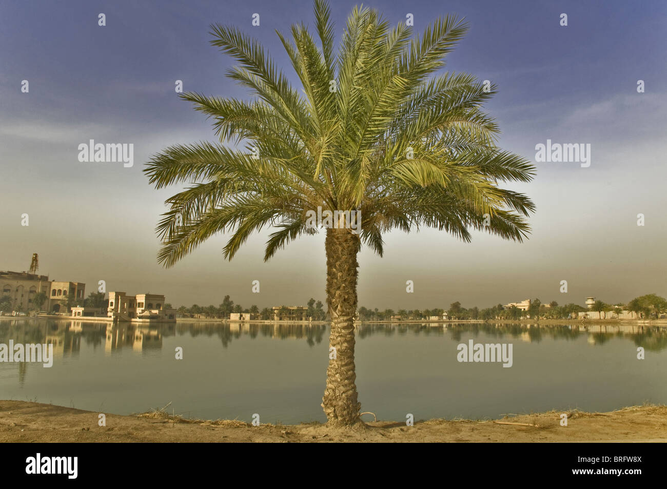 Una palmera en el Oriente Medio de pie ante un pequeño cuerpo de agua. Un lago artificial en Bagdad, Irak, cerca del palacio de Sadam. Foto de stock
