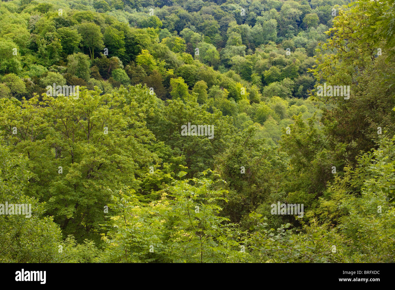 Woodlands vistos desde arriba, estirar en la distancia en Hampshire, Reino Unido. Foto de stock