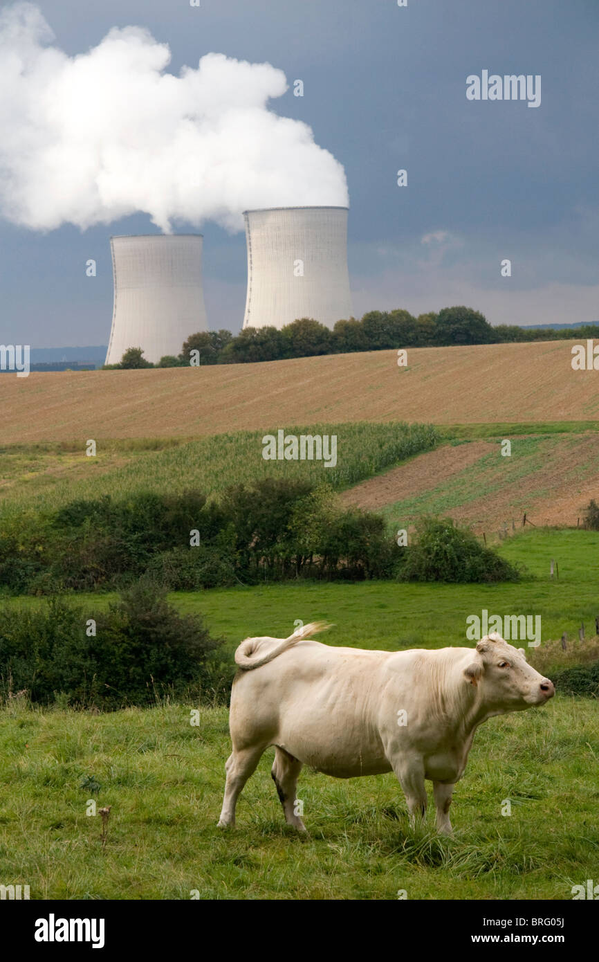 Pastan cerca de la planta de energía nuclear de Cattenom ubicado en la comuna de Cattenom a lo largo del río Mosela, en Francia. Foto de stock