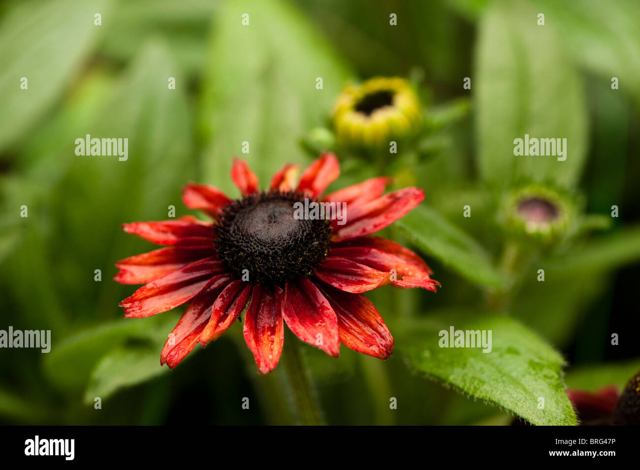 Rudbeckia cherry brandy fotografías e imágenes de alta resolución - Alamy