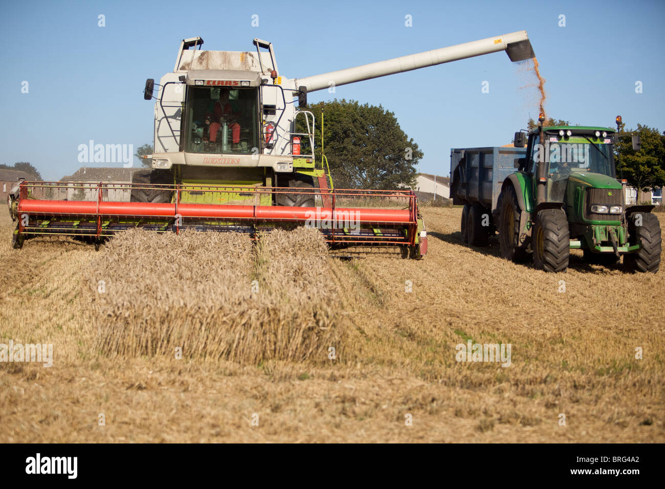 La cosecha de trigo de verano. Angus, Escocia Foto de stock
