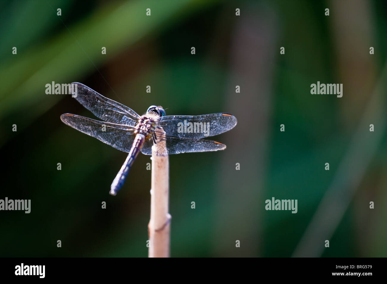 Dragonfly, Azul raspador o Pachydiplax longipennis, descansando sobre el tallo de una planta a Sabine National Wildlife Refuge, Louisiana. Foto de stock