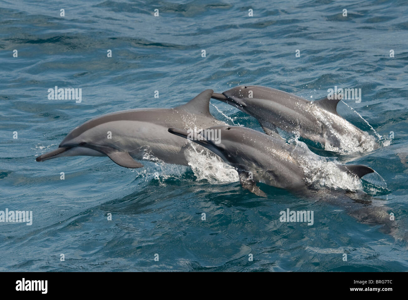 Hawaiian/grises, Delfines, Stenella longirostris, porpoising, Maldivas, Océano Índico. Foto de stock