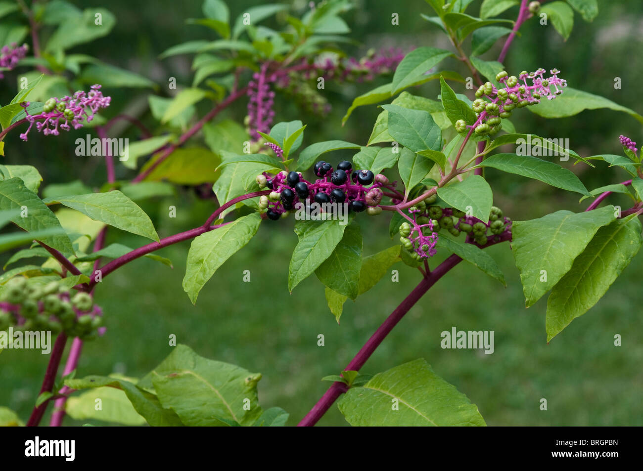 Phytolacca americana, uva americana, American fitolaca, dulcamara Elemento,  fitolaca, Planta de tinta roja Fotografía de stock - Alamy