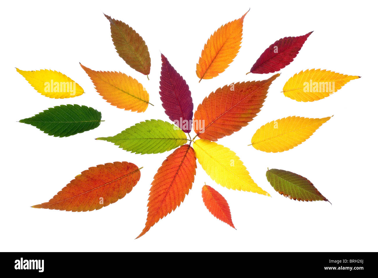 Hojas de otoño vívido y colorido aislado sobre fondo blanco. Foto de stock