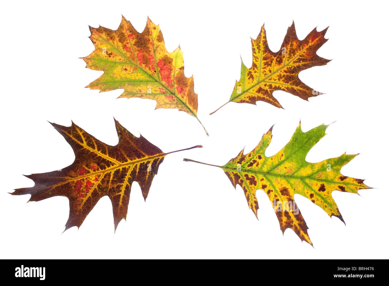 Cuatro otoño hojas de roble aislado en blanco Foto de stock