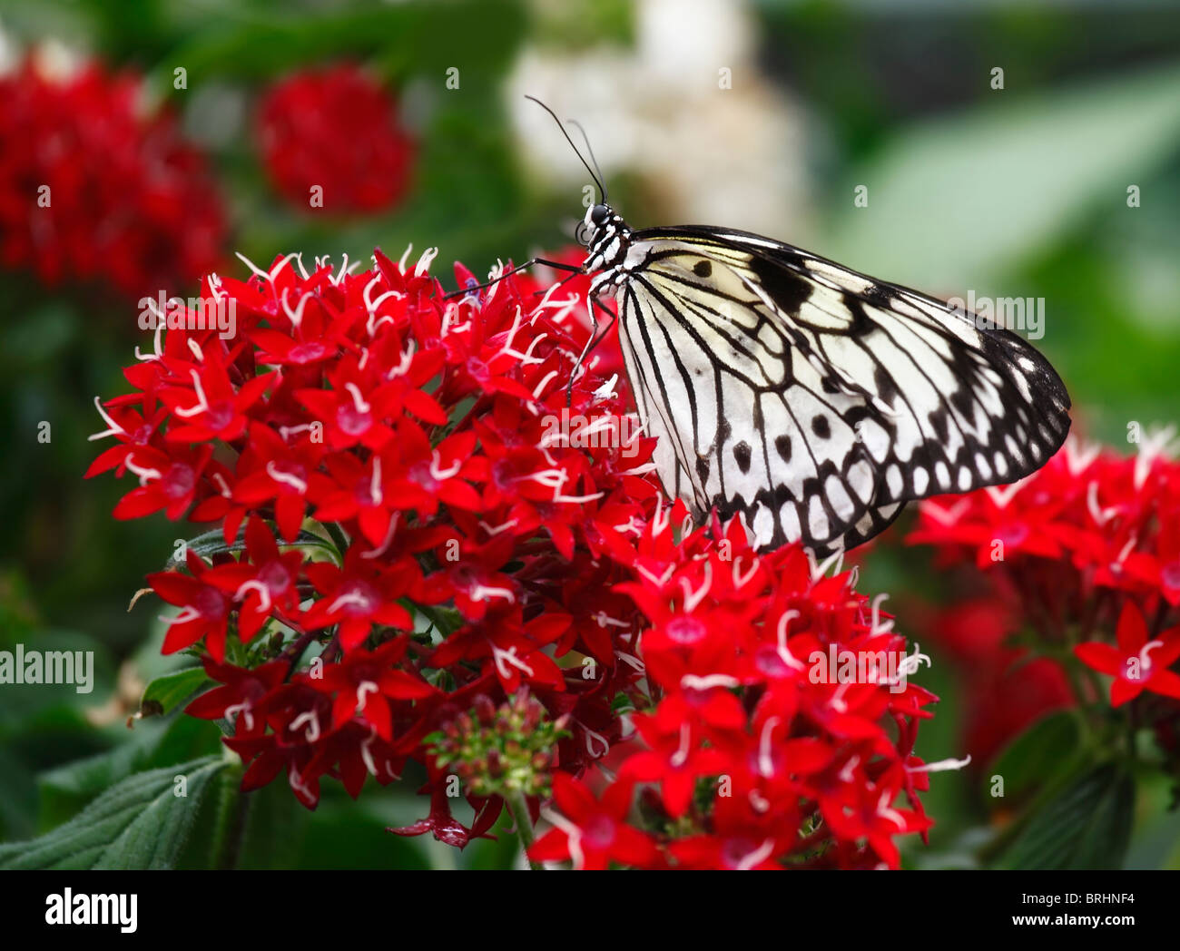 Un concentrado de forma selectiva, cerca de la imagen de una cometa de papel o papel de arroz (Idea leuconoe mariposas) sentado sobre flores rojas Foto de stock