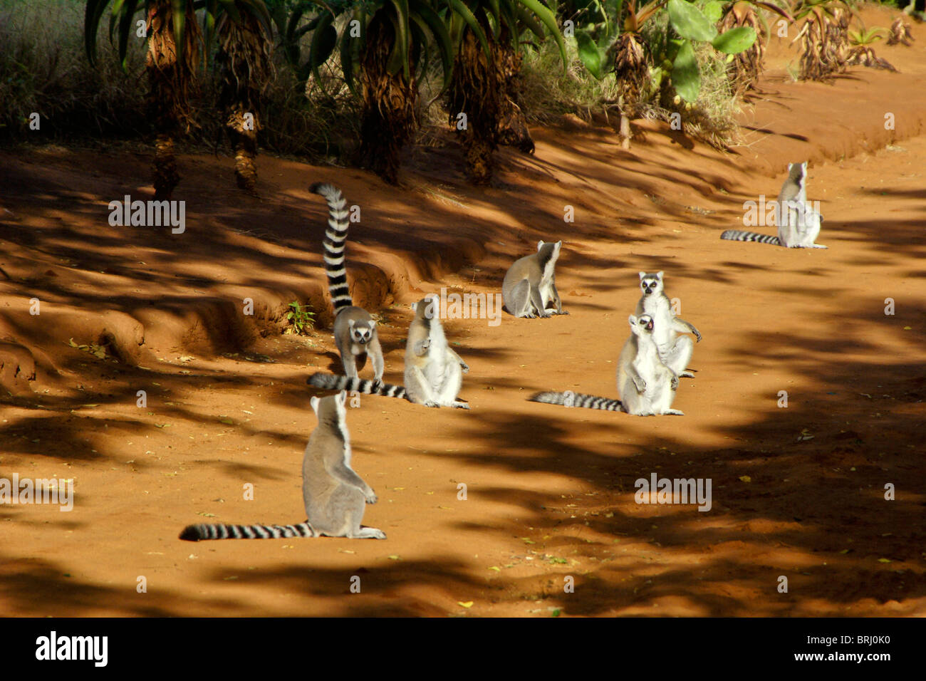 Lémures de cola anillada, tomando sol, Madagascar Foto de stock