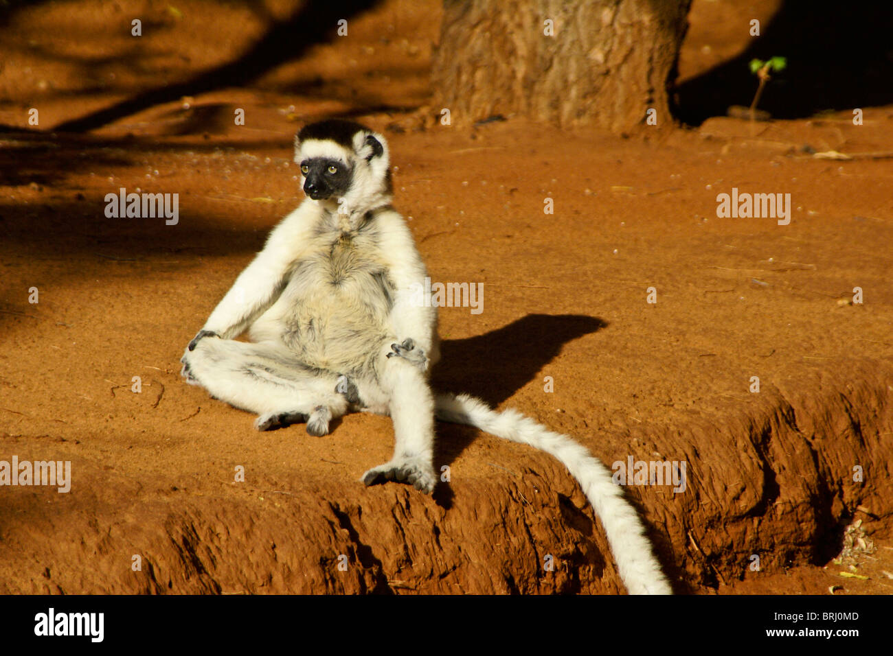 Verreaux's sifaka asoleándose, Madagascar Foto de stock