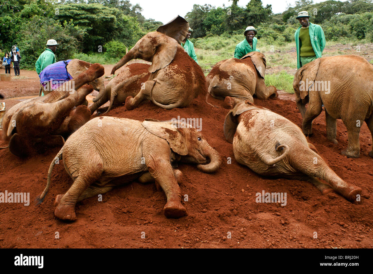 Los elefantes huérfanos y sus cuidadores, Sheldrick Wildlife Trust, Nairobi, Kenia Foto de stock