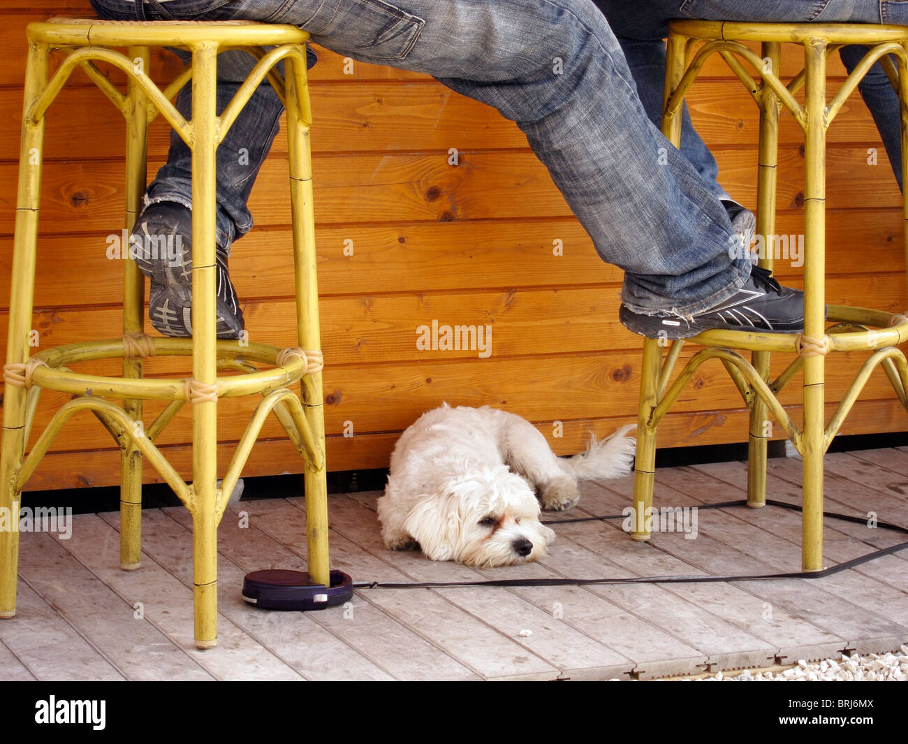 Un pequeño perro terrier blanco se sienta en el suelo de un bar con sus  dueños, Javea, España Fotografía de stock - Alamy