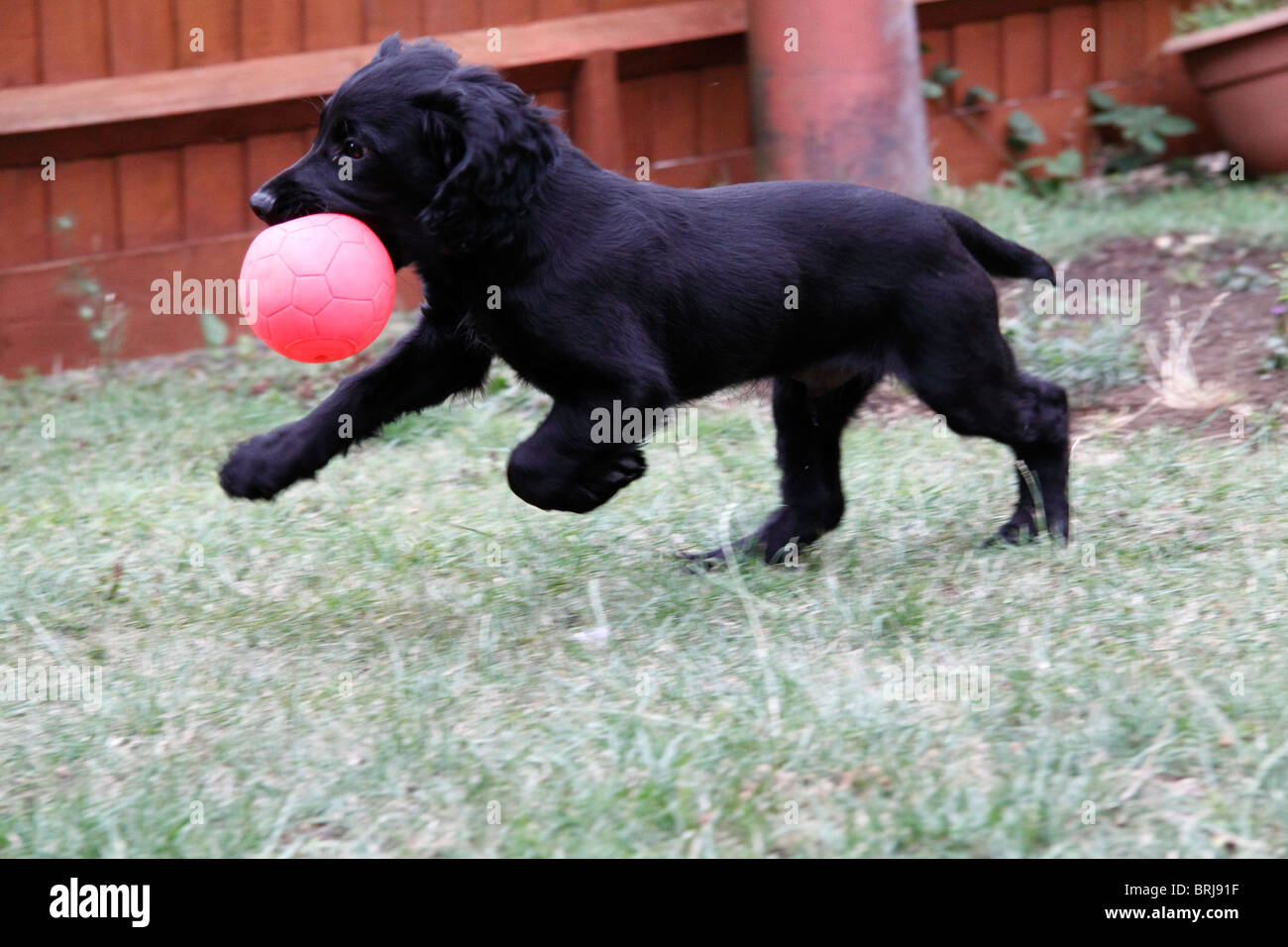 Cachorro Cocker Spaniel negro Foto de stock