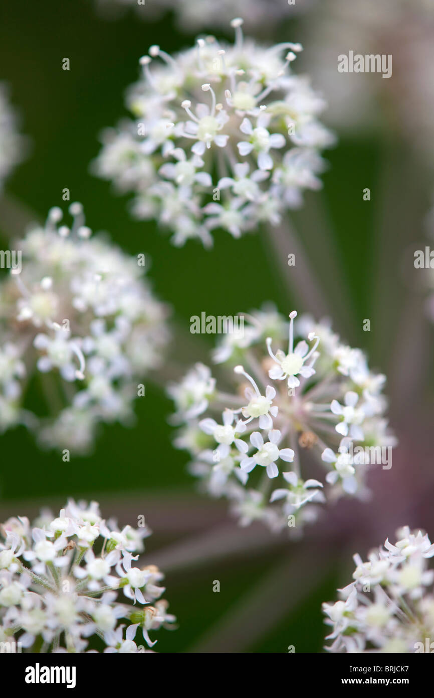 Angelica flor fotografías e imágenes de alta resolución - Alamy