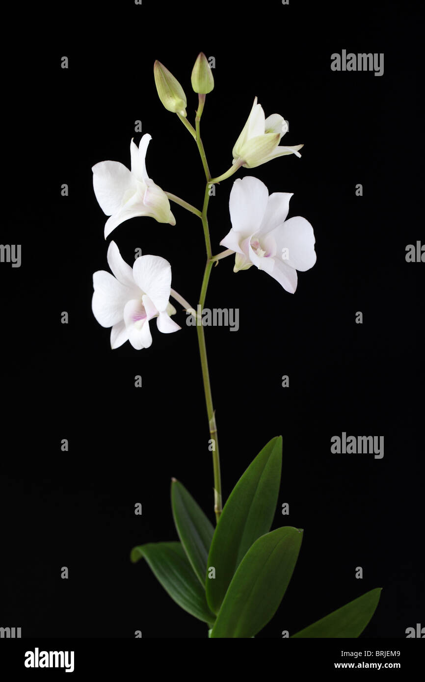Orquídea blanca fotografías e imágenes de alta resolución - Alamy