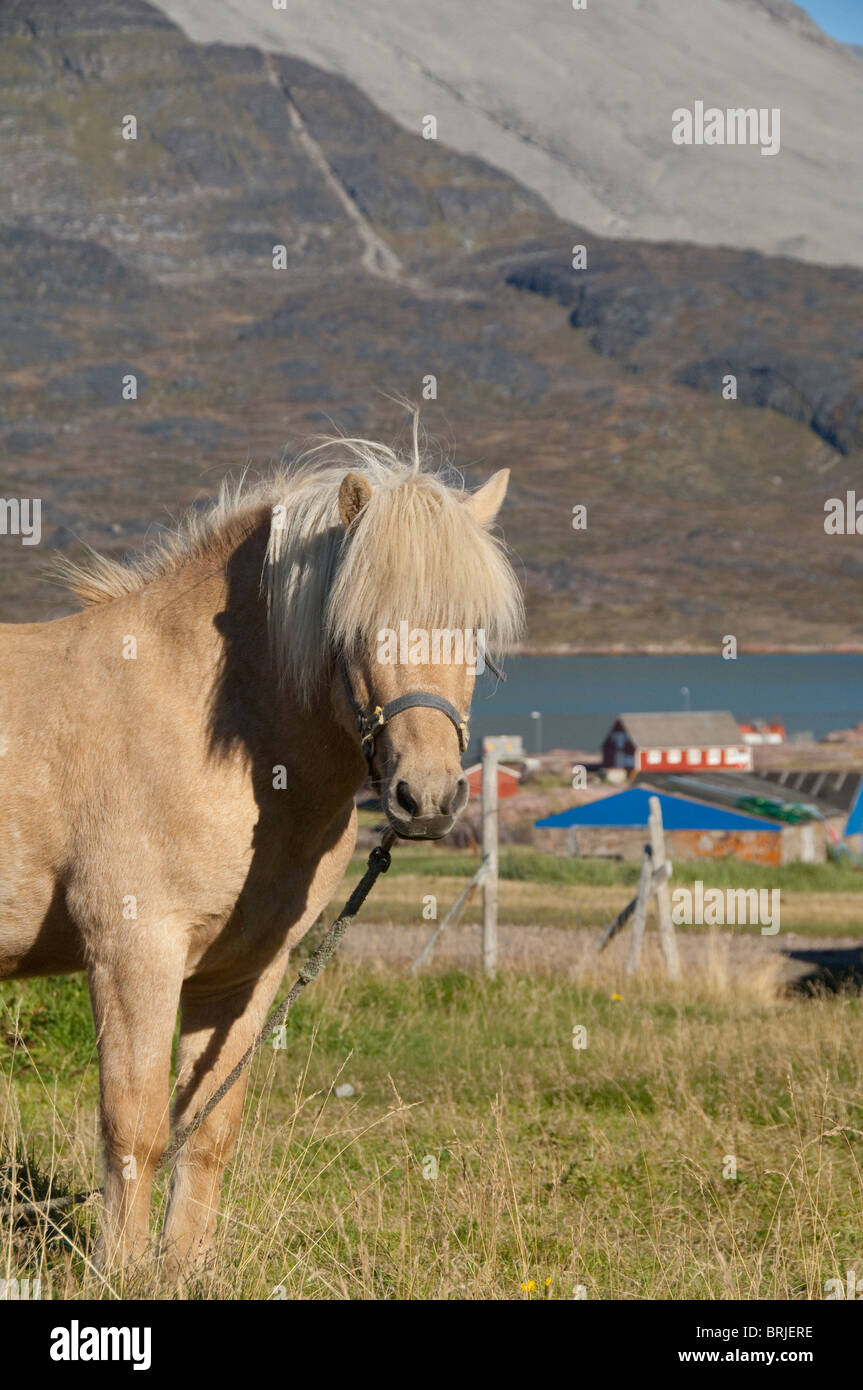 Shaggy horse fotografías e imágenes de alta resolución - Alamy