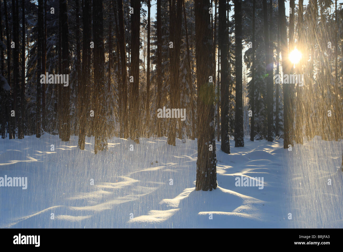 Llueve nieve y haces de luz a través de un bosque cubierto de nieve en el suelo. Foto de stock