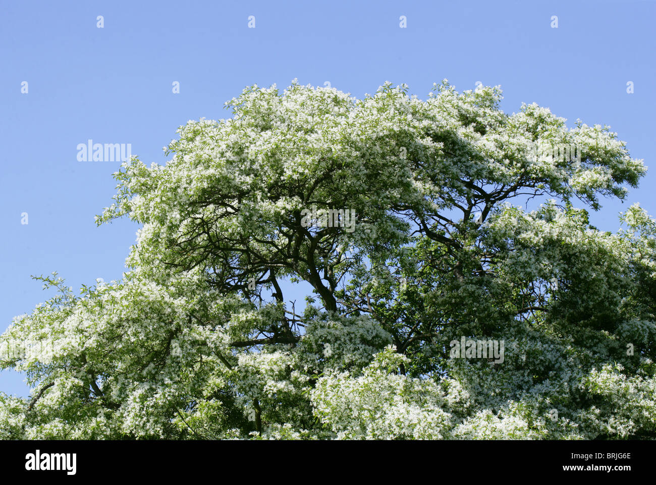 Fringe chino chino o árbol Fringetree, Chionanthus retusus, Oleaceae, al suroeste de China. Foto de stock