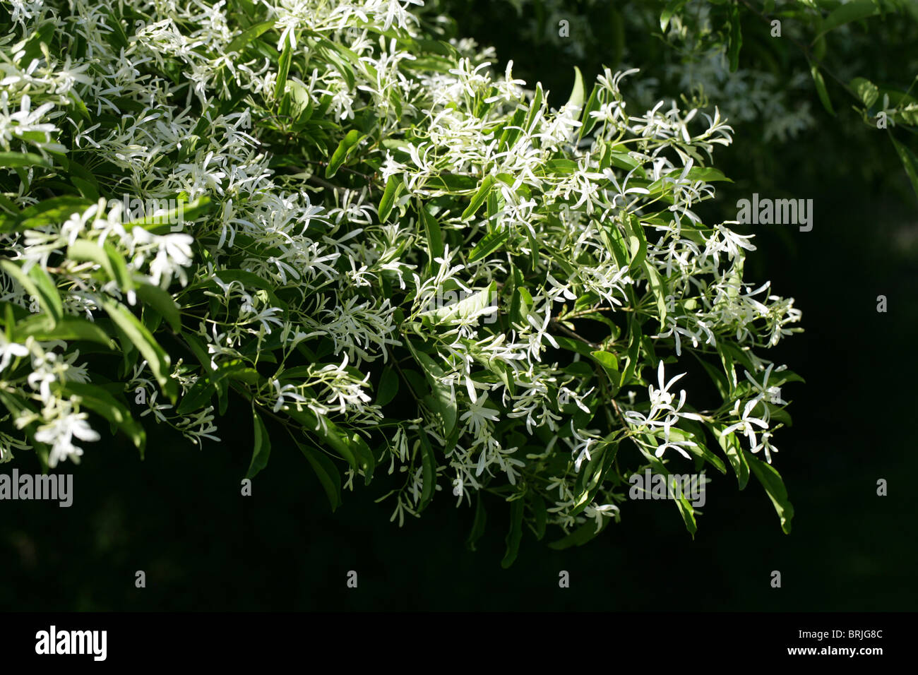 Fringe chino chino o árbol Fringetree, Chionanthus retusus, Oleaceae, al suroeste de China. Foto de stock