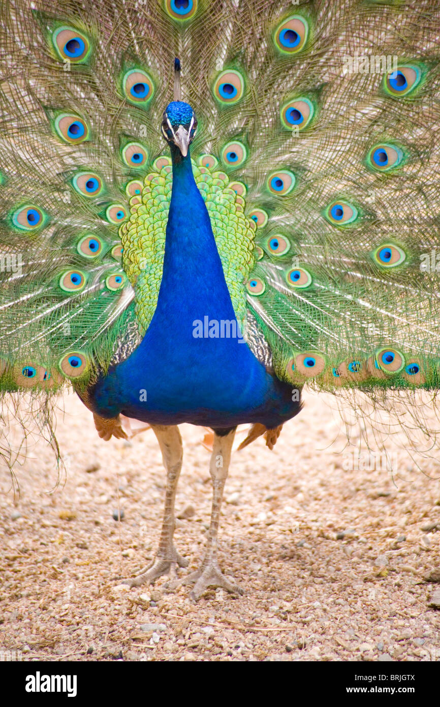 Henry Doorly Zoo - peacock en el Zoológico de contacto Foto de stock