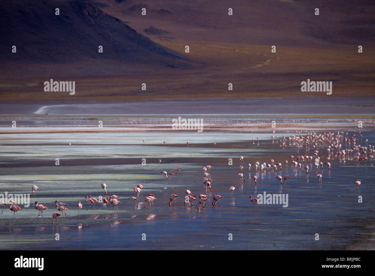 James flamencos en la Laguna Colorada, Eduardo Avaroa Reserva Nacional de Fauna Andina, Bolivia Foto de stock
