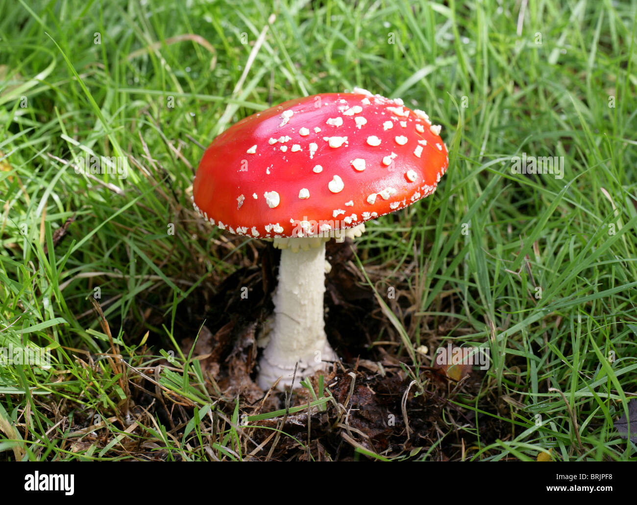 La del "reig bord", Amanita muscaria, Amanitaceae. Foto de stock