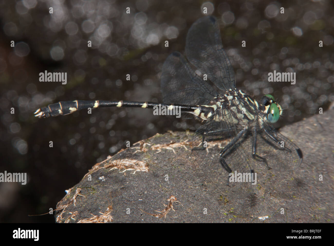 Menos Clubtail oriental (Stylogomphus albistylus) Dragonfly - Macho Foto de stock