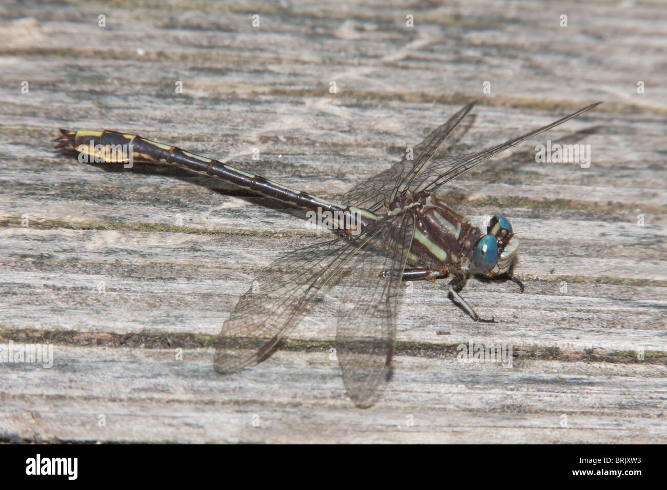 Lancet Clubtail (Phanogomphus exilis) Dragonfly - Macho Foto de stock