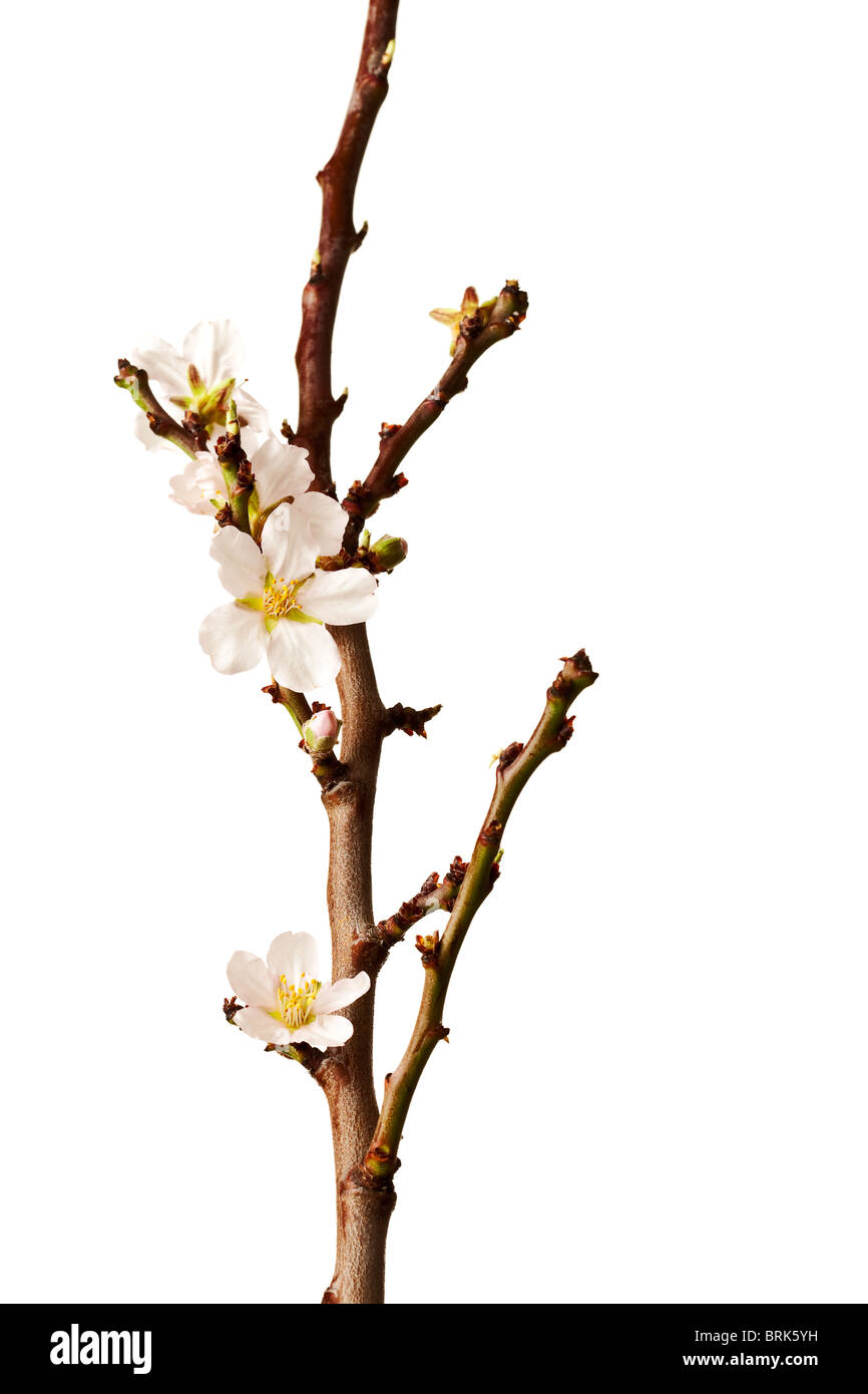 Florecimiento Plum Branch aislado sobre fondo blanco. Foto de stock