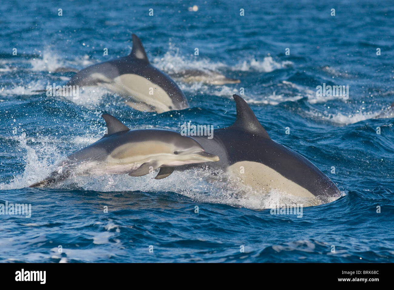 Larga picuda delfín común saltar Foto de stock