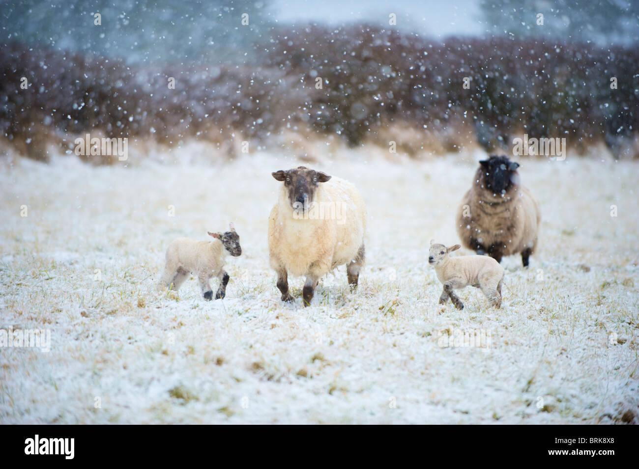 Las ovejas y corderos en un campo cubierto de nieve en el oeste de Irlanda Foto de stock