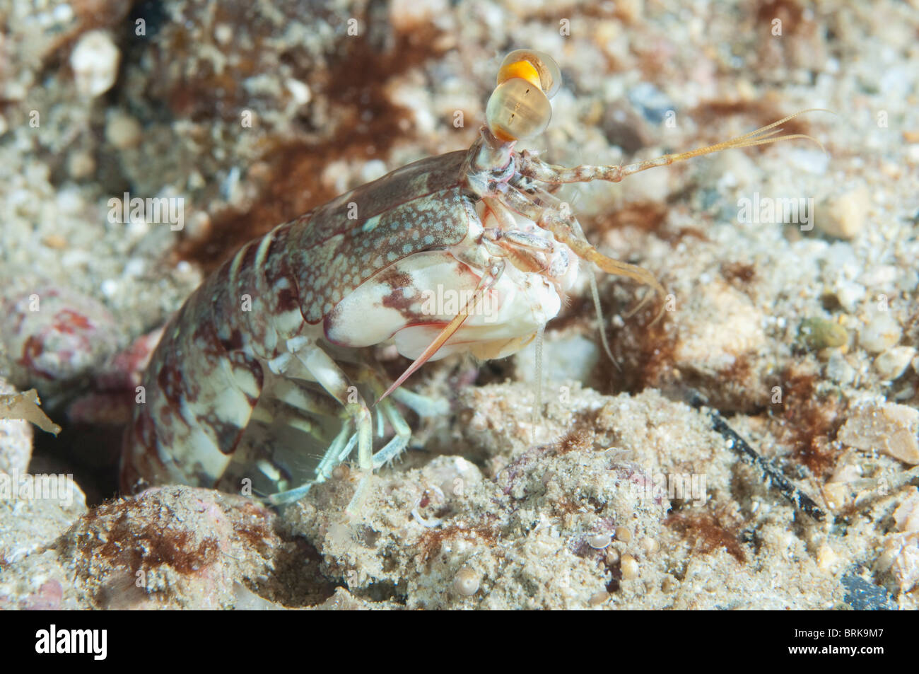 Una mantis religiosa de camarón en su agujero en un arrecife en Indonesia. Foto de stock