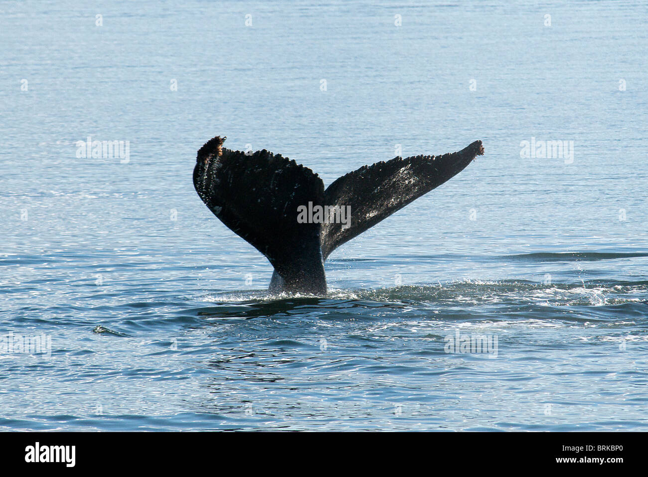 Aleta de cola o fluke de Ballena Jorobada acerca de bucear dentro de Alaska, EE.UU pasaje Foto de stock