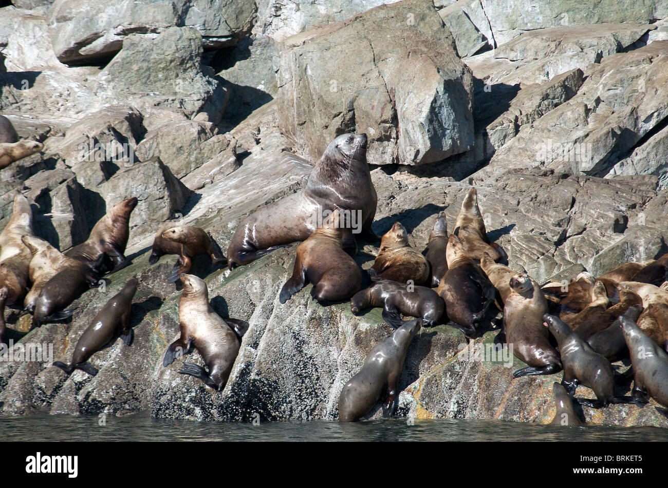 Colonia de leones marinos de Steller pasaje interior de Alaska, EE.UU. Foto de stock