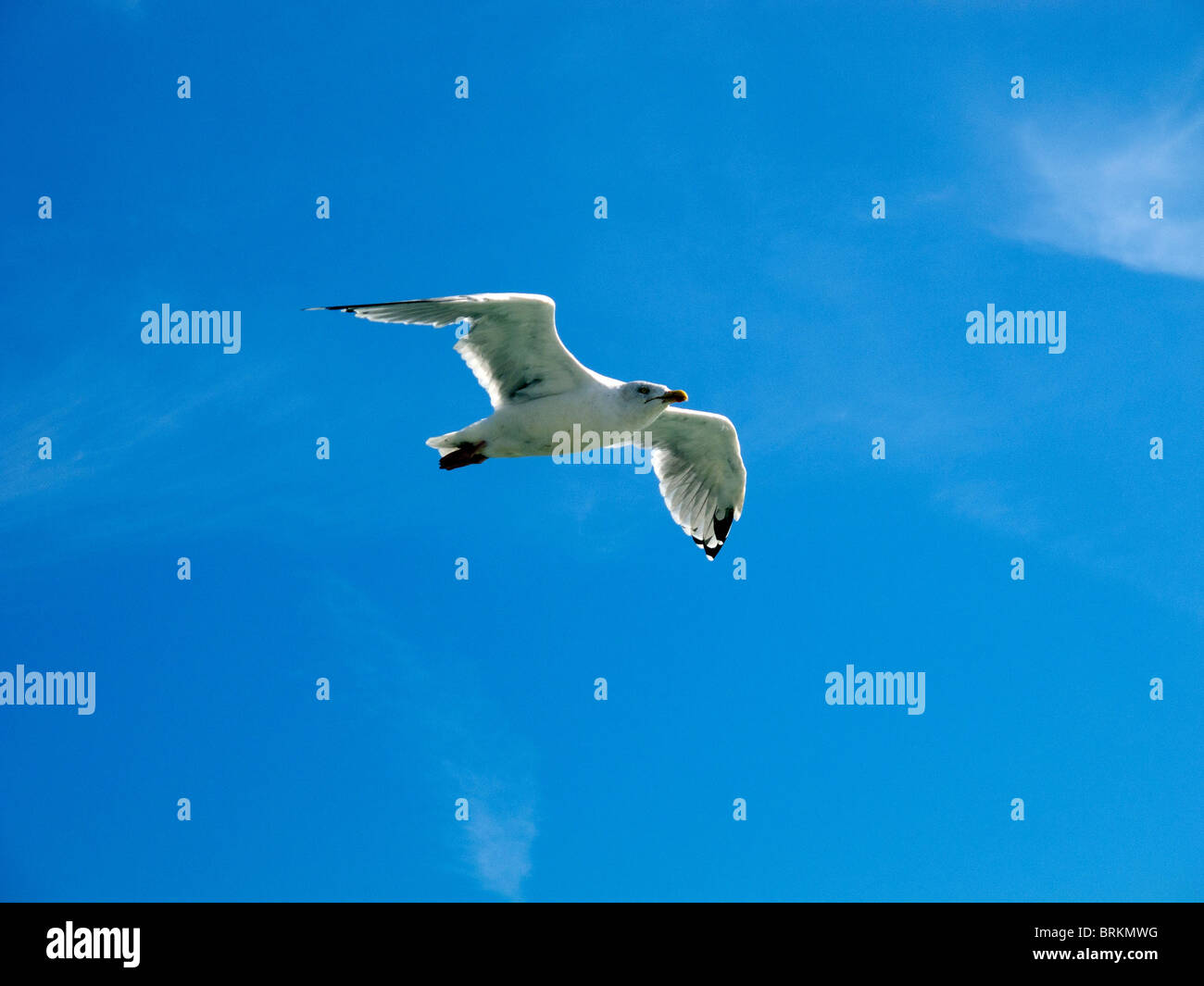 Una gaviota deslizándose a lo largo de las térmicas contra un cielo azul Foto de stock
