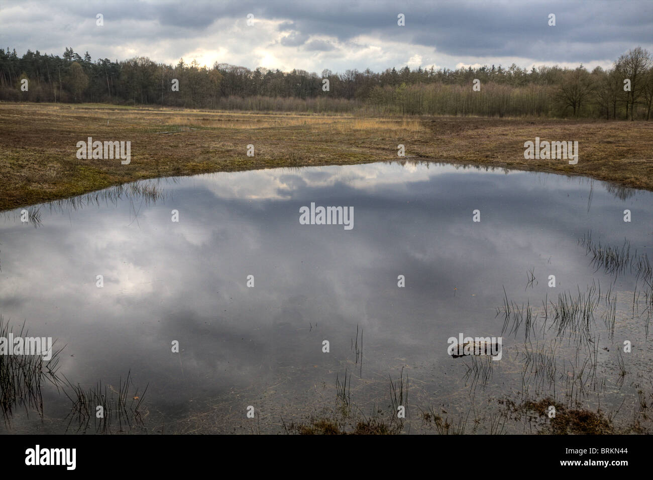 Fen en la reserva natural Kruisbergse Bossen reflejo de un cielo nublado, Hummelo, Gelderland, Países Bajos Foto de stock
