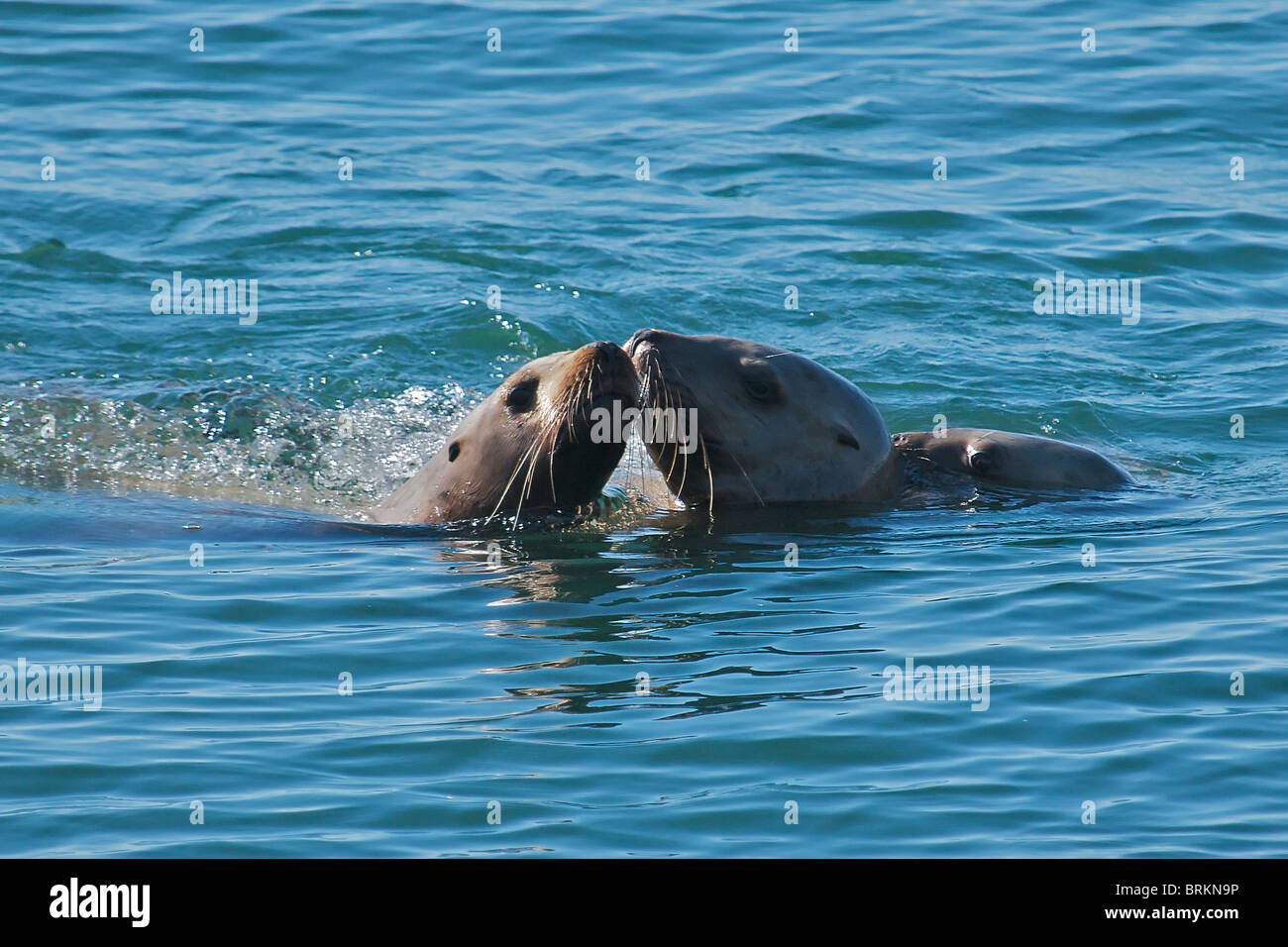 Dos leones marinos de Steller nadando dentro paso Alaska, EE.UU Foto de stock