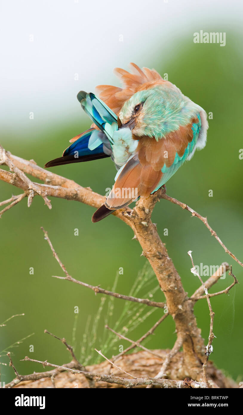 Rodillo europeo posado en una rama acicalarse sí Foto de stock