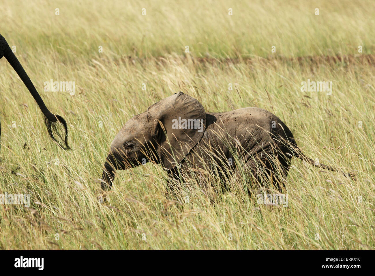 Detrás de la pantorrilla del elefante a través de pasto largo detrás de la madre Foto de stock