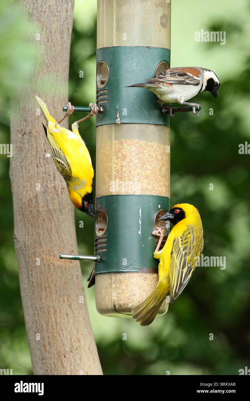Amarillo tejedor aves y de cabeza gris sparrow en AVE-alimentador Foto de stock