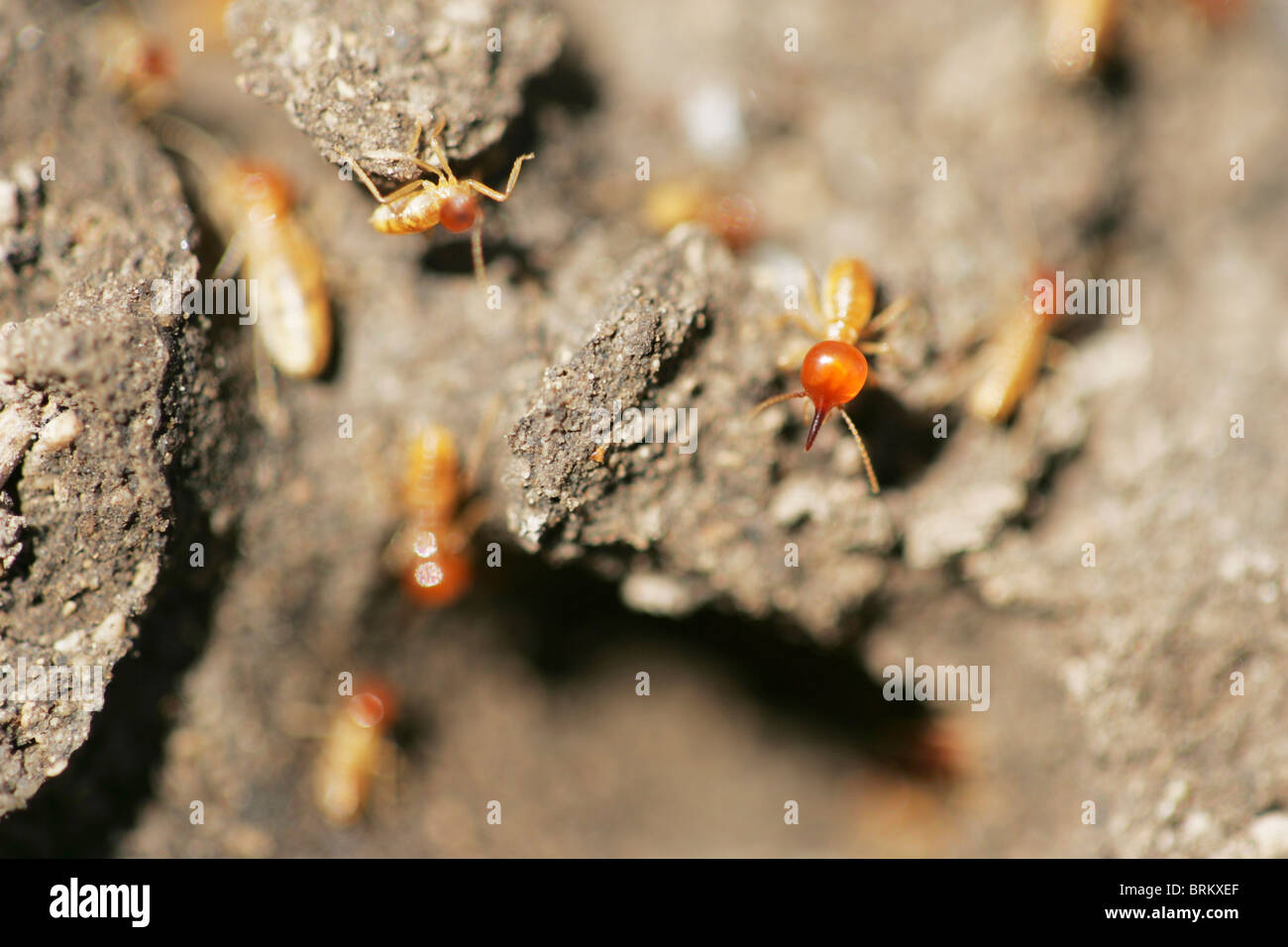 Las termitas de cerca y trabajar Foto de stock