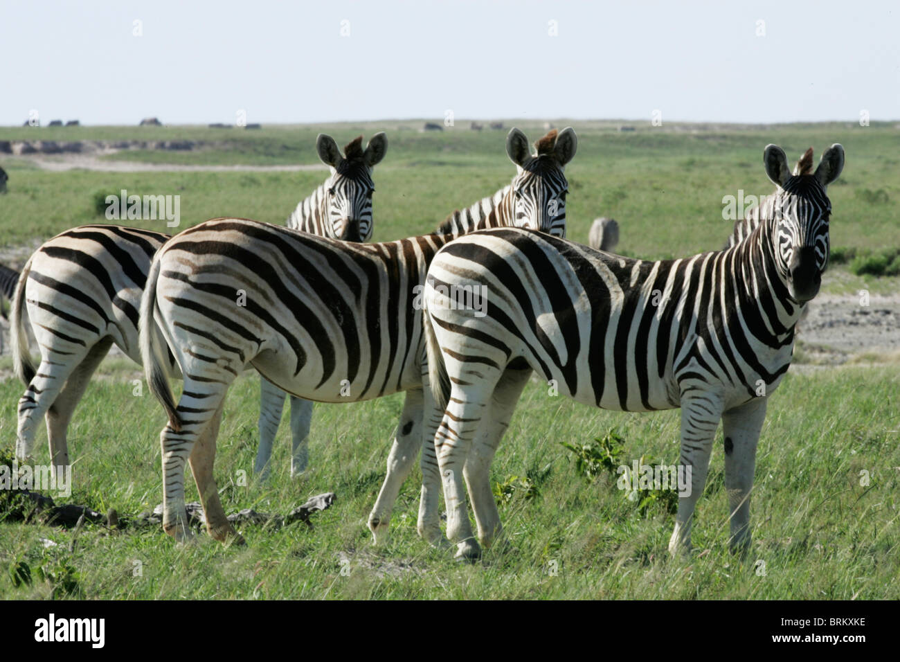 Vista escénica de tres Zebra todos en busca de la misma manera Foto de stock