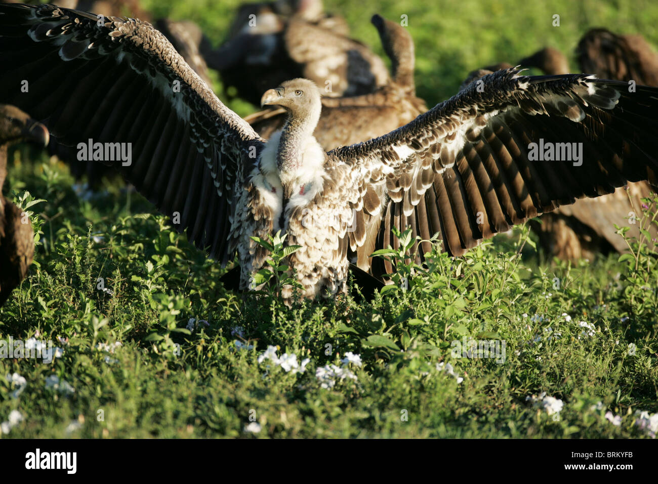 El rappel de buitre en el suelo con sus alas extendidas Foto de stock