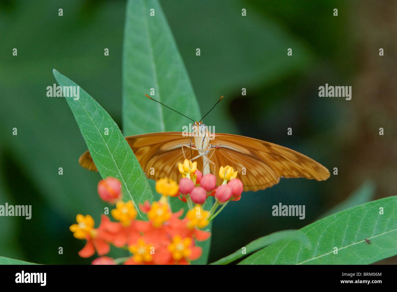 Mariposa no identificado, encaramado en una planta con flores Foto de stock