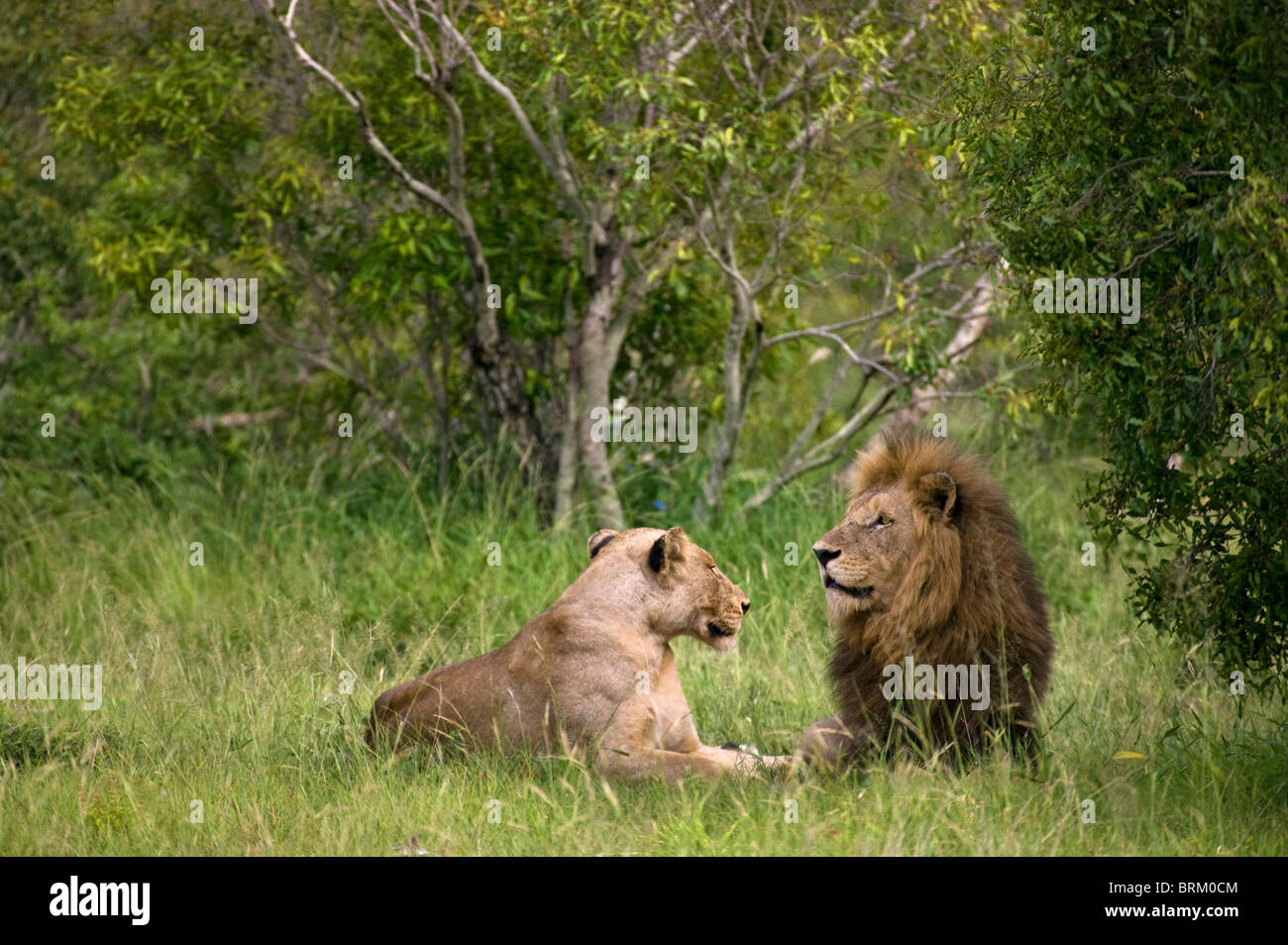 Un par de apareamiento de leones descansando en una densa sabana arbolada Foto de stock